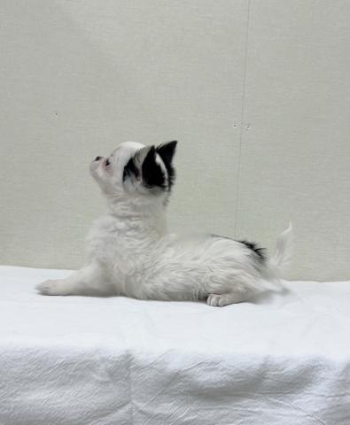 チワワ（ロングコート）