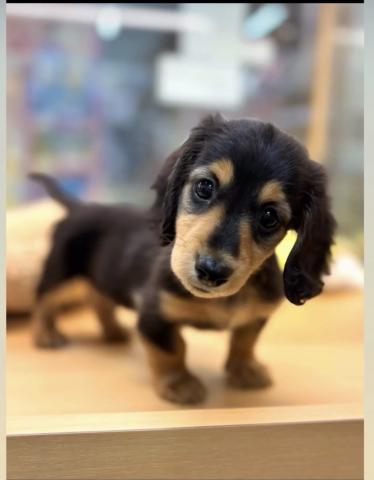 新潟県のミニチュアダックスフンド(ロング) (ペットアミ 柏崎店/2025年10月18日生まれ/男の子/ブラックタン)の子犬の1枚目の画像