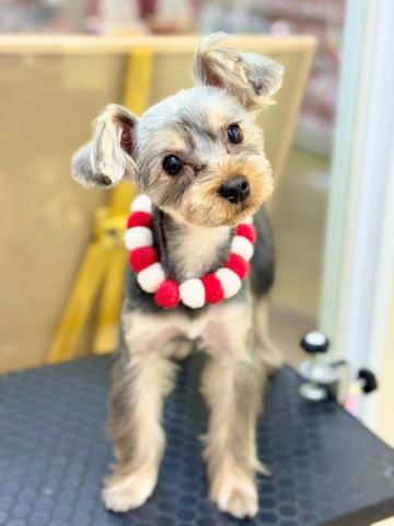 ヨークシャーテリア