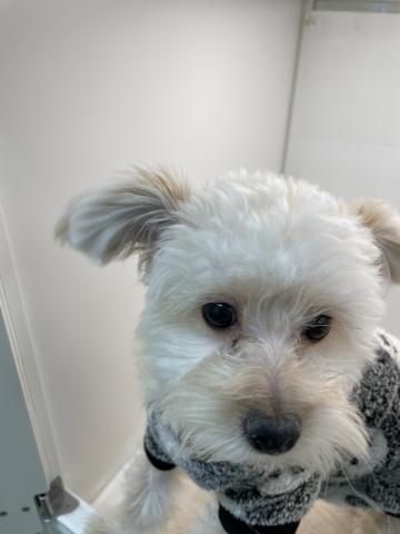 石川県のポメプー(ポメラニアン×プードル) (ペットアミ 津幡店/2025年5月23日生まれ/男の子/クリーム)の子犬の4枚目の画像