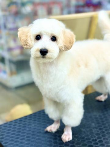 新潟県のMIX（トイプードル×マルチーズ） (ペットアミ 柏崎店/2025年4月25日生まれ/男の子/アプリコット)の子犬の1枚目の画像