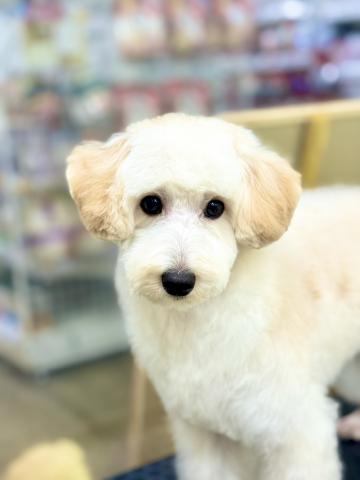 新潟県のMIX（トイプードル×マルチーズ） (ペットアミ 柏崎店/2025年4月25日生まれ/男の子/アプリコット)の子犬の2枚目の画像