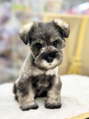 新潟県のミニチュアシュナウザー (ペットアミ 柏崎店/2025年10月18日生まれ/女の子/ソルトペッパー)の子犬の1枚目の画像