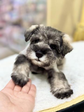 新潟県のミニチュアシュナウザー (ペットアミ 柏崎店/2025年10月18日生まれ/女の子/ソルトペッパー)の子犬の4枚目の画像