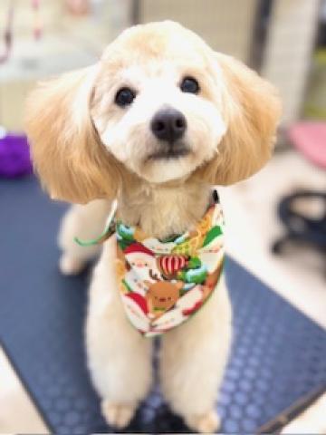 新潟県のMIX(トイプードル×マルプー) (ペットアミ 柏崎店/2025年2月12日生まれ/男の子/アプリコット)の子犬の1枚目の画像