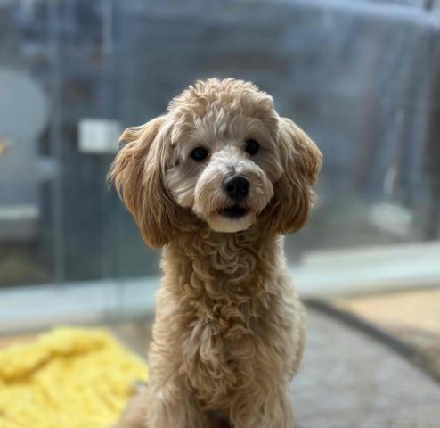 新潟県のMIX(トイプードル×マルプー) (ペットアミ 柏崎店/2025年2月12日生まれ/男の子/アプリコット)の子犬の2枚目の画像