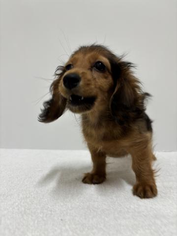 新潟県のミニチュアダックスフンド(ロング) (ペットアミ 加茂店/2025年9月27日生まれ/男の子/レッド)の子犬の1枚目の画像