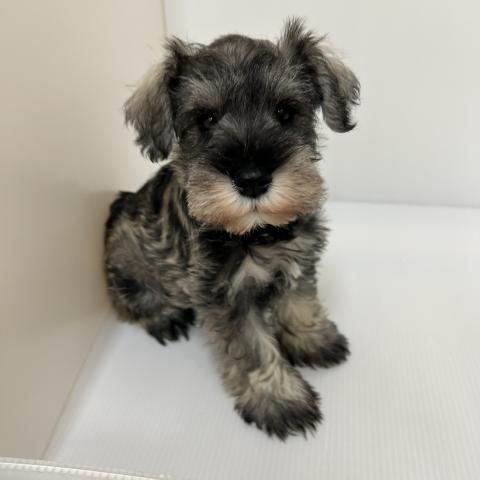 新潟県のミニチュアシュナウザー (ペットアミ 長岡店/2025年10月4日生まれ/男の子/ソルトペッパー)の子犬