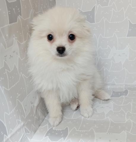 富山県のポメラニアン (ペットアミ宮野店/2025年9月26日生まれ/男の子/クリーム)の子犬の1枚目の画像