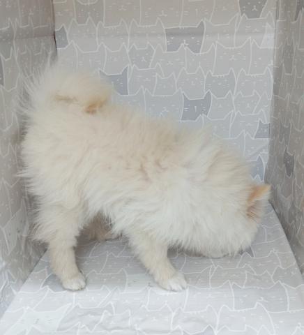 富山県のポメラニアン (ペットアミ宮野店/2025年9月26日生まれ/男の子/クリーム)の子犬の2枚目の画像