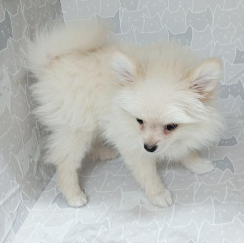 富山県のポメラニアン (ペットアミ宮野店/2025年9月26日生まれ/男の子/クリーム)の子犬の3枚目の画像
