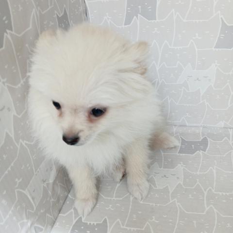 富山県のポメラニアン (ペットアミ宮野店/2025年9月26日生まれ/男の子/クリーム)の子犬の4枚目の画像