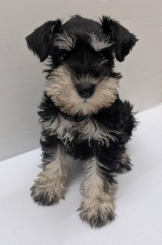 宮城県のミニチュアシュナウザー (ペットアミ 佐沼店/2025年10月11日生まれ/女の子/ブラックシルバー)の子犬