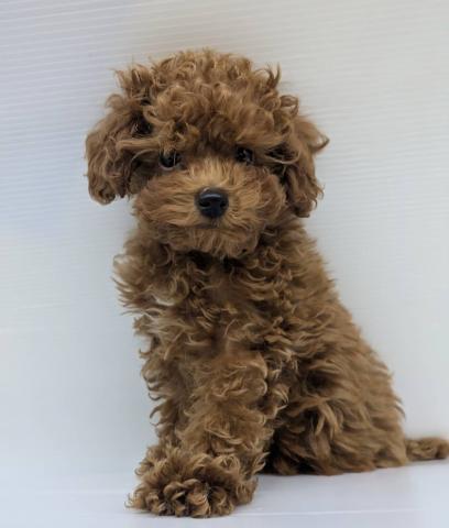 宮城県のトイプードル(トイ) (ペットアミ 佐沼店/2025年10月6日生まれ/女の子/レッド)の子犬