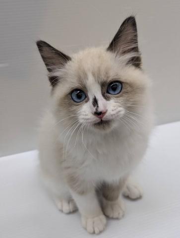 宮城県のラグドール (ペットアミ 佐沼店/2025年10月17日生まれ/男の子/シールポイントバイカラー)の子猫