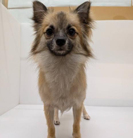 長野県のペキポメ/ポメペキ(ペキニーズ×ポメラニアン) (ペットアミ 中野店/2025年2月8日生まれ/女の子/オレンジ)の子犬