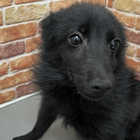 石川県のスキッパーキ (ペットアミ 津幡店/2025年7月13日生まれ/男の子/ブラック)の子犬の3枚目の画像