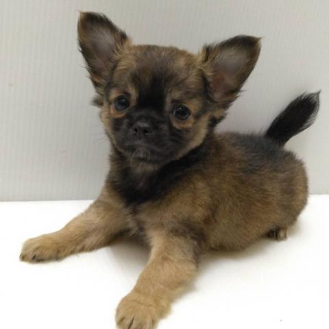 岩手県のチワワ(ロング) (ペットアミ 花巻店/2025年9月20日生まれ/男の子/レッド)の子犬