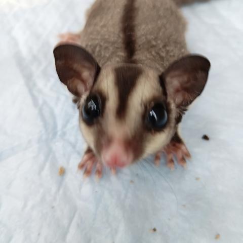 フクロモモンガ