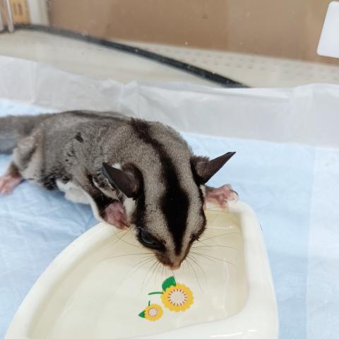 フクロモモンガ