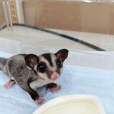 フクロモモンガ