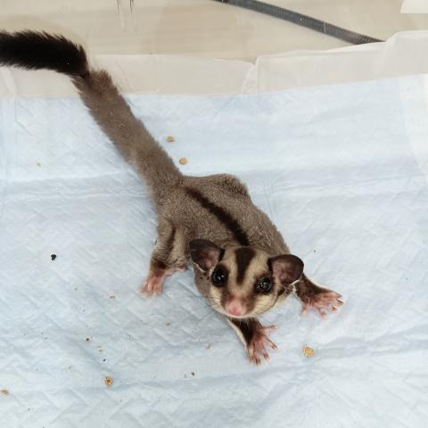 フクロモモンガ