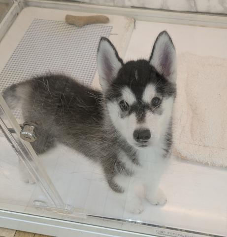 シベリアンハスキー