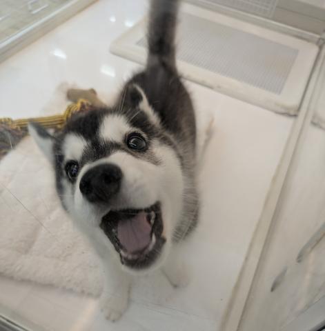 シベリアンハスキー