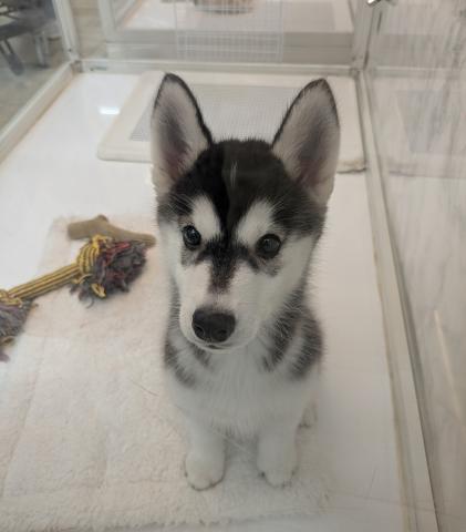 シベリアンハスキー