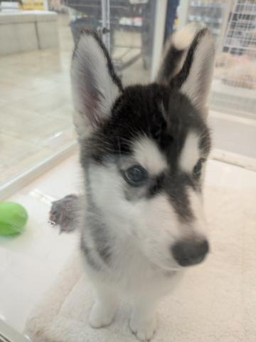 シベリアンハスキー