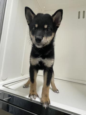 新潟県の柴犬(標準サイズ) (ペットアミ 三条四日町店/2025年9月13日生まれ/男の子/ブラック)の子犬