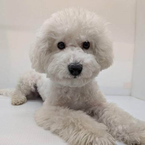 ビションフリーゼ子犬