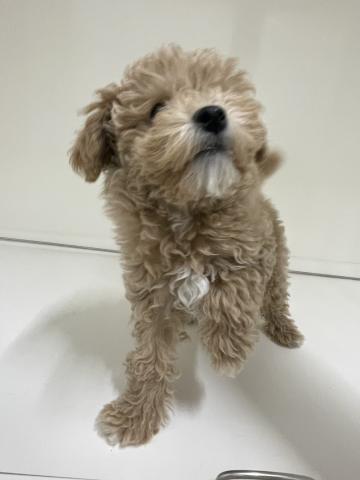 新潟県のハーフ犬・ミックス犬 (ペットアミ 三条四日町店/2025年9月25日生まれ/女の子/アプリコット)の子犬の1枚目の画像