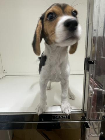 新潟県のビーグル (ペットアミ 三条四日町店/2025年9月13日生まれ/男の子/ホワイトタン)の子犬