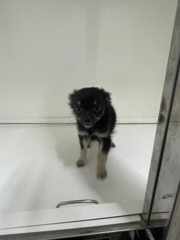 新潟県のチワワ(ロング) (ペットアミ 三条四日町店/2025年9月19日生まれ/男の子/ブラックホワイト)の子犬