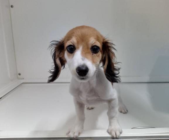 新潟県のハーフ犬・ミックス犬 (ペットアミ 三条四日町店/2025年8月19日生まれ/男の子/ホワイトホワイト＆ブラウン)の子犬