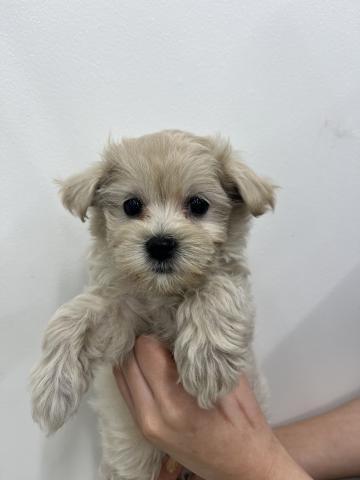 犬ハーフ（トイプードル×マルチーズ）