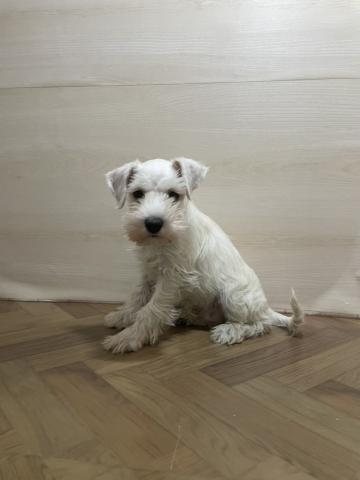 ミニチュアシュナウザー