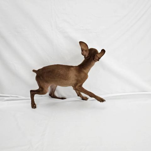 大阪府のミニチュアピンシャー (NICO PET Select 和泉中央店/2025年8月24日生まれ/男の子/レッド)の子犬の3枚目の画像