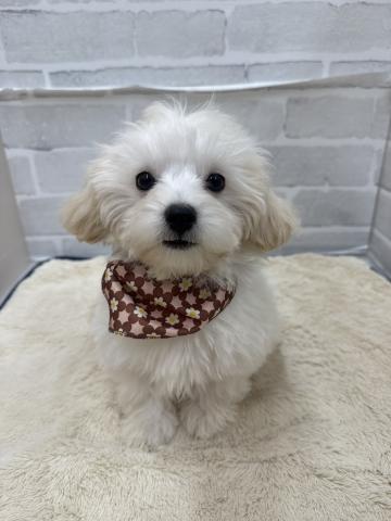 三重県のハーフ犬・ミックス犬 (ペットアミ 松阪店/2025年8月24日生まれ/男の子/クリーム)の子犬の1枚目の画像