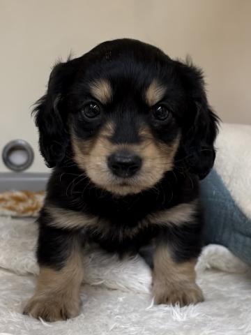 ミニチュアダックスフンド