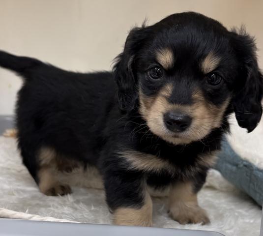 ミニチュアダックスフンド