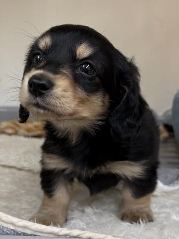 ミニチュアダックスフンド