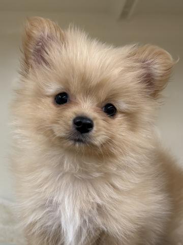 ポメラニアン