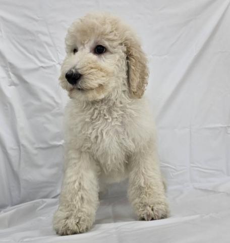 スタンダードプードル