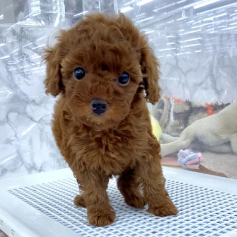 埼玉県のトイプードル(トイ) (NICO PET 三郷店/2025年10月18日生まれ/女の子/レッド)の子犬の2枚目の画像