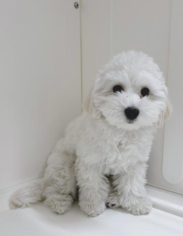 新潟県のハーフ犬・ミックス犬 (ペットアミ 三条四日町店/2025年6月13日生まれ/男の子/クリーム)の子犬