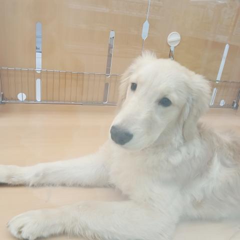 富山県のゴールデンレトリバー (ペットアミ宮野店/2025年6月21日生まれ/男の子/ゴールデン)の子犬の2枚目の画像