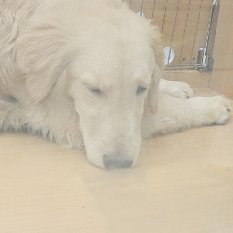 富山県のゴールデンレトリバー (ペットアミ宮野店/2025年6月21日生まれ/男の子/ゴールデン)の子犬の3枚目の画像