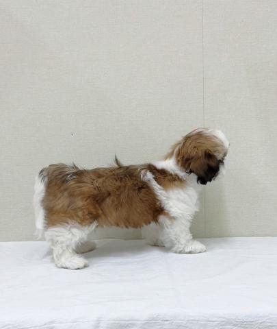 富山県のシーズー (ペットアミ宮野店/2025年9月20日生まれ/男の子/ホワイトゴールド)の子犬の3枚目の画像